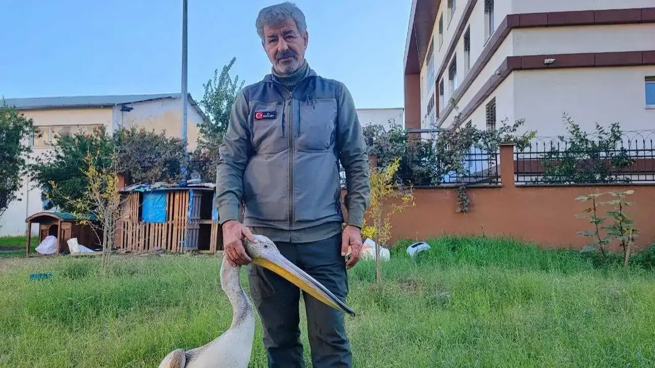 Adana’da Yaralı Pelikanın Tek Güvendiği Kişi Bakıcısı! 5